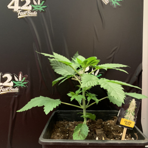 Cultiva Expo & Congress 2019