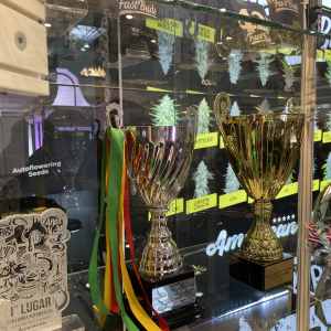 Cannafest 2019