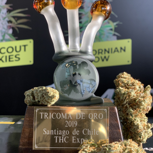 THC Expo