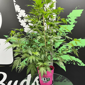 Cultiva Hemp Expo
