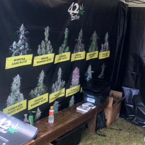 Expo Head Grow 