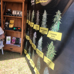 Expo Head Grow 