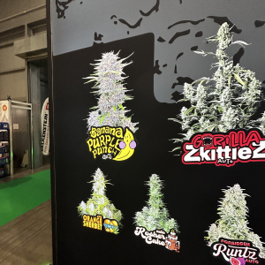 Cannafest