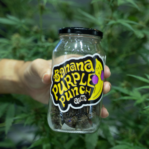 Asia International Hemp Expo & Forum 2023