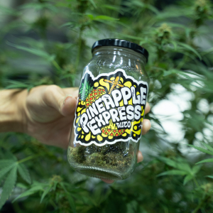 Asia International Hemp Expo & Forum 2023
