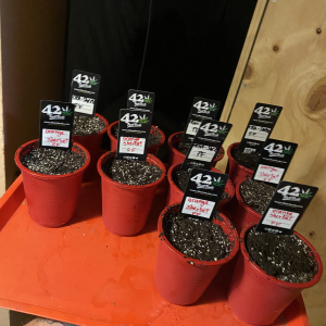 Expo Weed Chile 2023