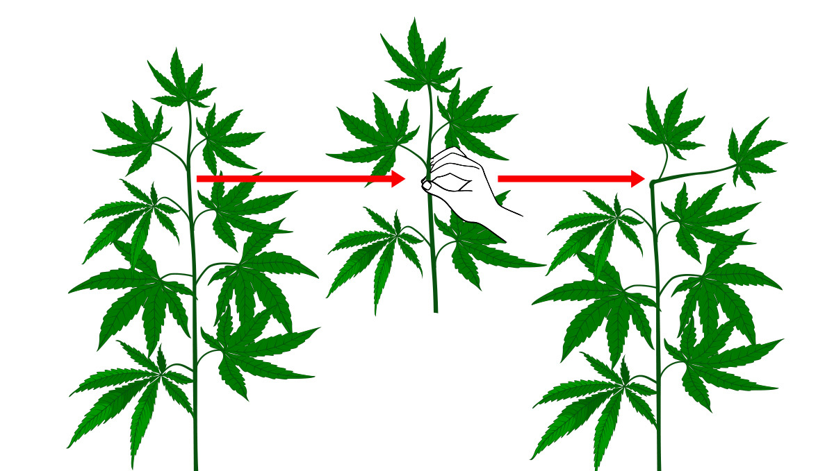 Photo illustrating Super Cropping method on a cannabis branch.