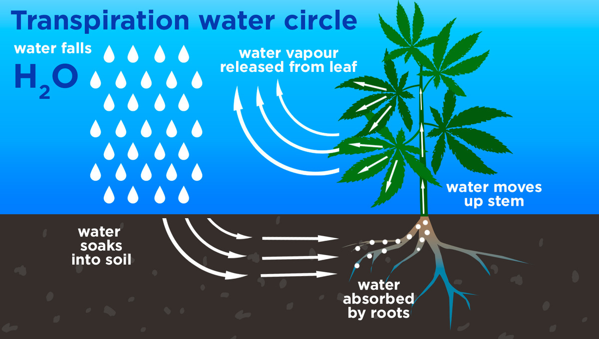 Illustration of the transpiration cycle in cannabis plants showing water absorption through roots.