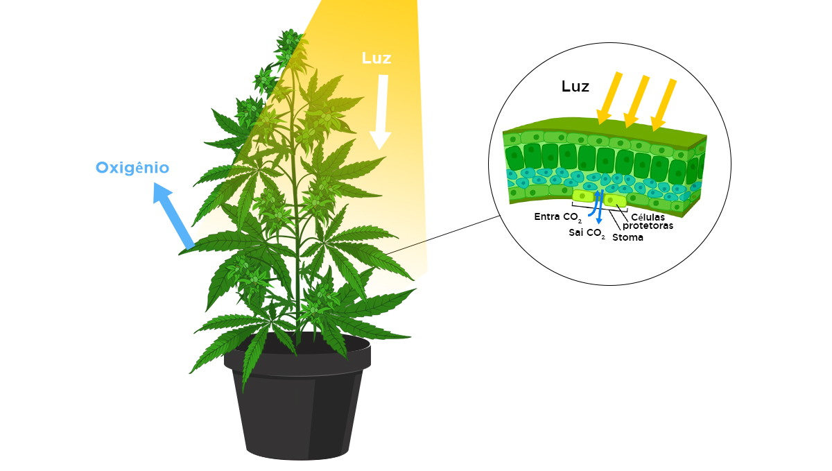 Aumentar os rendimentos com CO2: como respiram as plantas