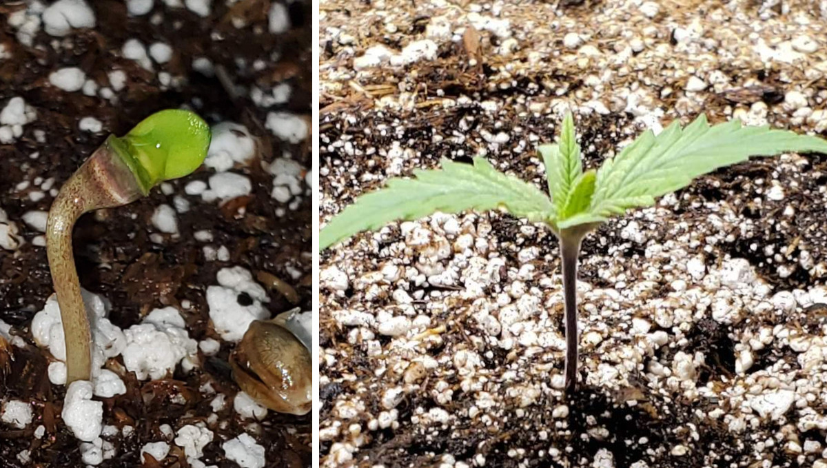 Gelato Auto Cannabis Strain Week-by-Week Guide: A weed seedling on day 1 and day 7