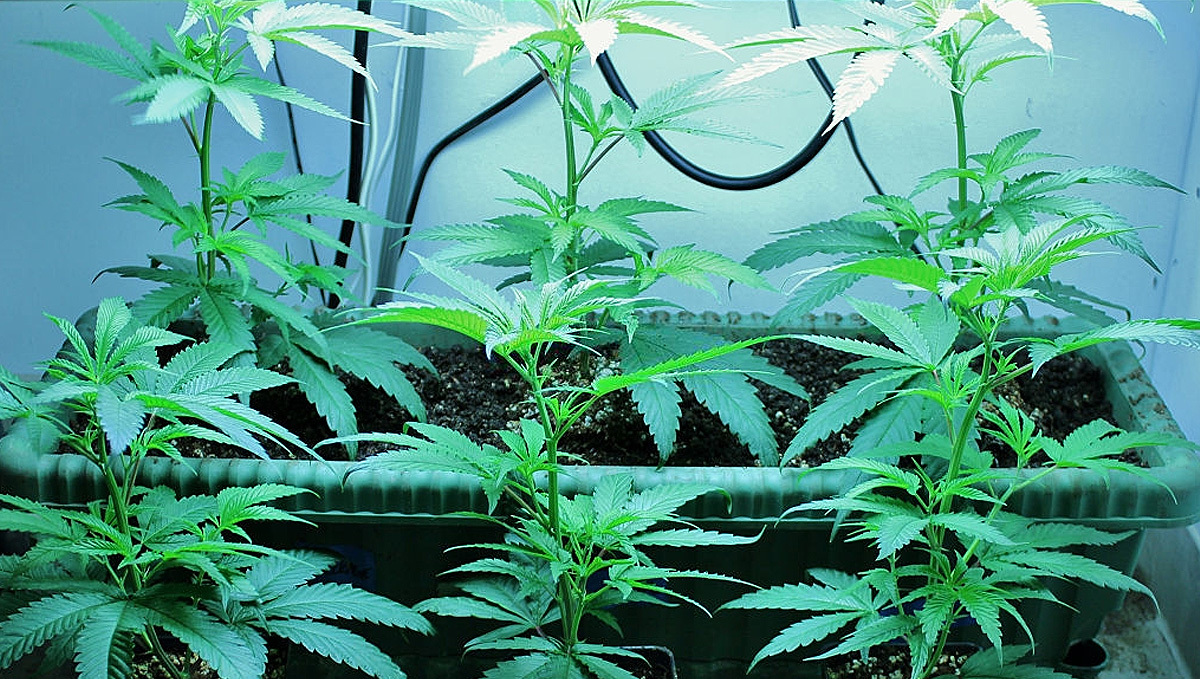 Plants de cannabis avec plusieurs nœuds prêts pour des techniques de low-stress training.