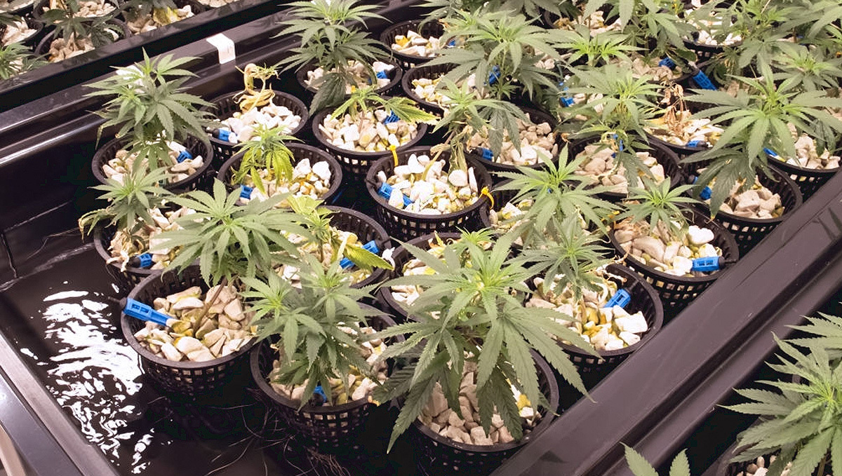 Hydroponic system showcasing multiple cannabis plants growing in a nutrient solution for higher yields.