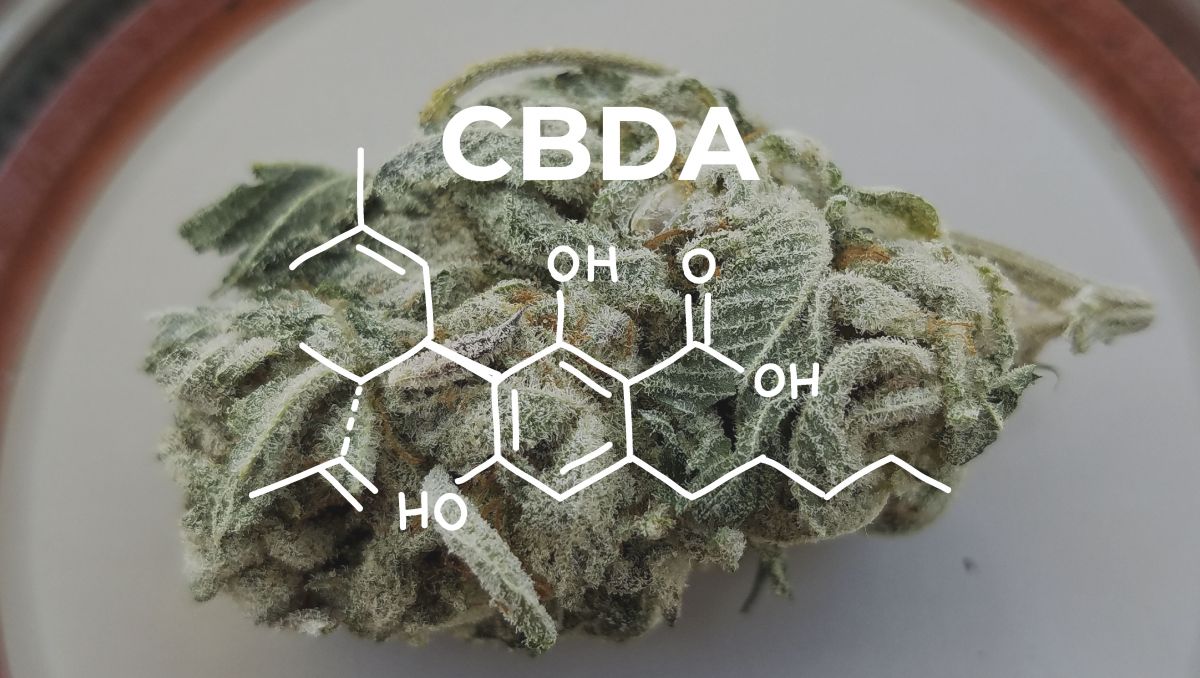 Brewing Plants With Hacked Beer Yeast: With genetic modifications ExtractA and strengthA are obtained.
