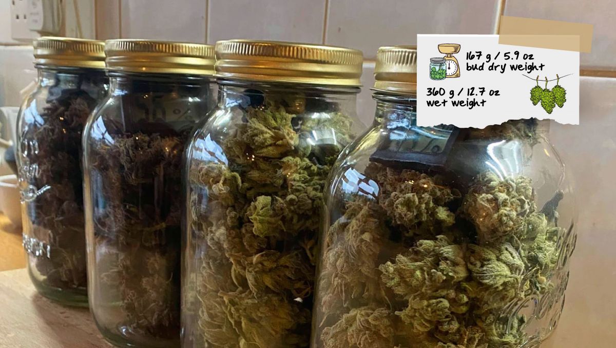 Gorilla Cookies Auto Plants Seed Week-by-Week Guide: Mason jars filled with bud