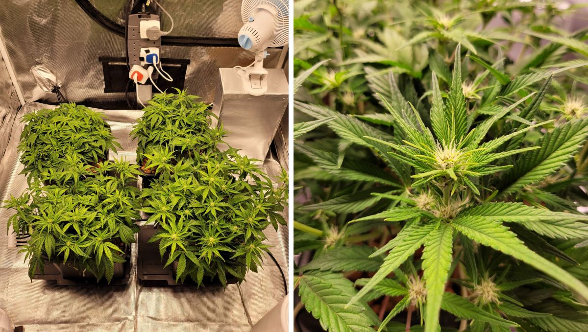Gorilla Cookies Auto Plants Seed Week-by-Week Guide: All but one are flowering