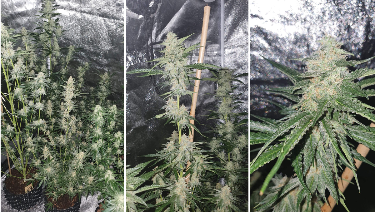 Cheese Auto: week 9