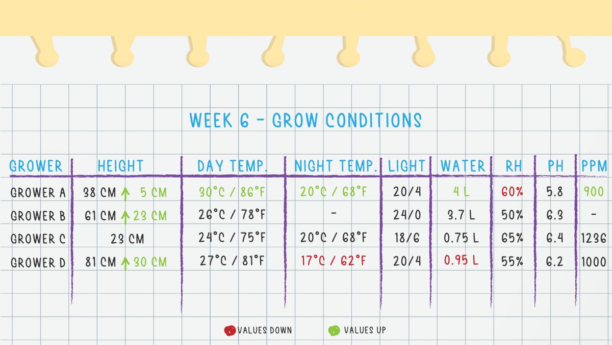 Orange Sherbet Auto Plants Seed Week-by-Week Guide: Week 6 grow conditions