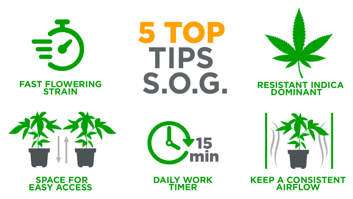 Benefits of Growing Auto Plants In a Sea of Green: 5 Top Tips