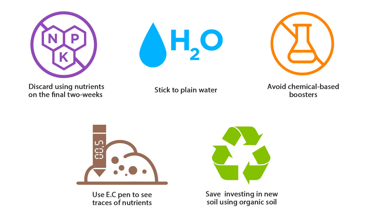 How To Flush Your Autoflowering Cannabis Plants: Top Tips On Flushing Cannabis Plants