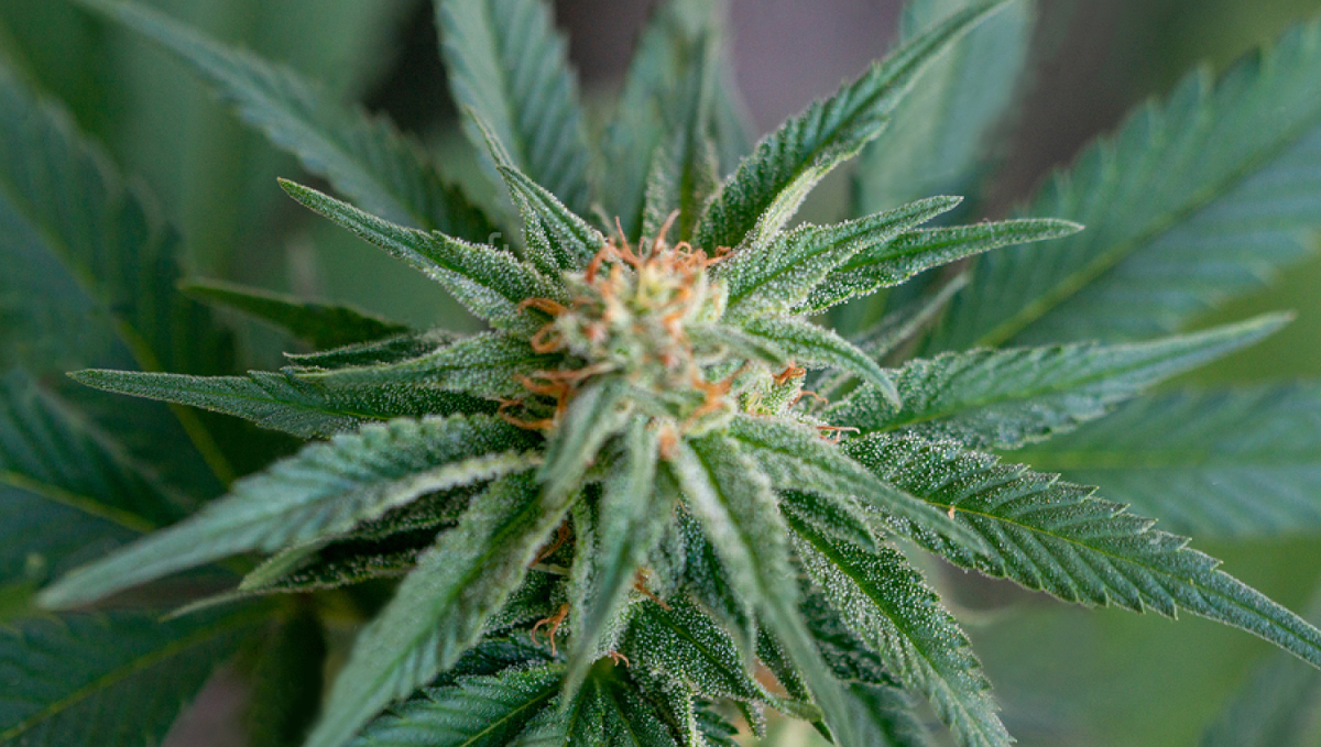 White Widow Auto guide: crying widow myth