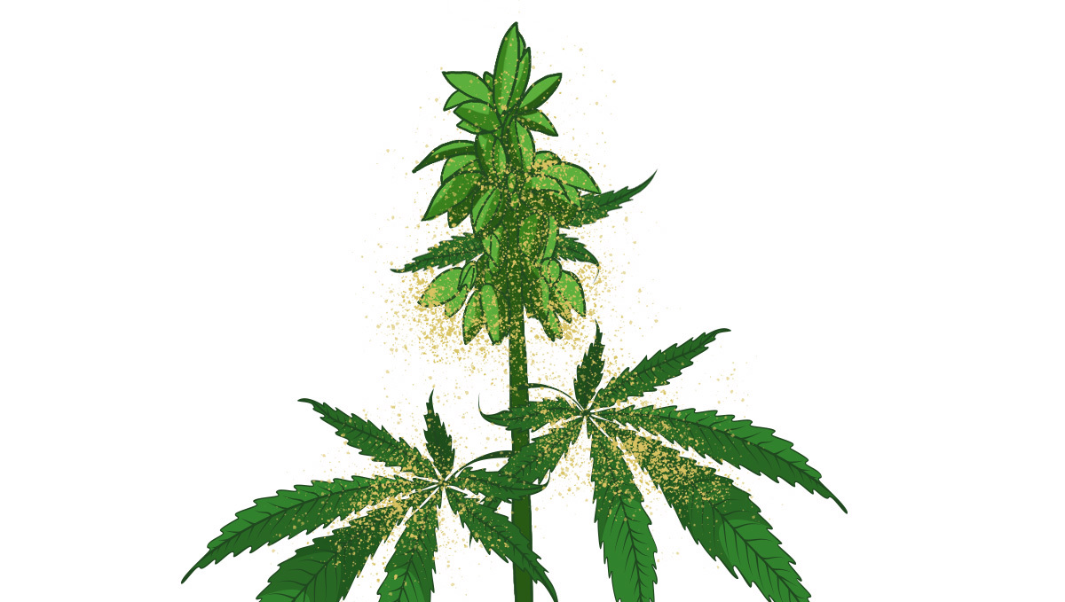Pianta di cannabis maschile che rilascia polline nellaria.