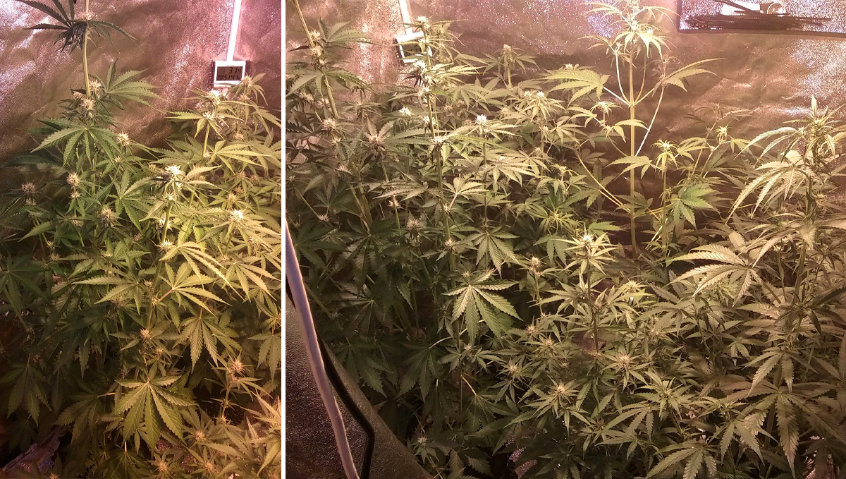 Cheese Auto: week 6