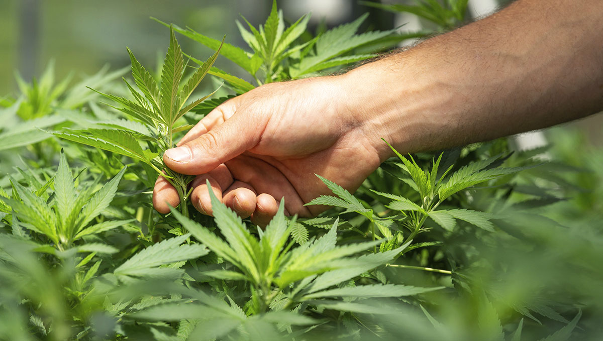 Are you willing to put time and effort into growing your own plants?