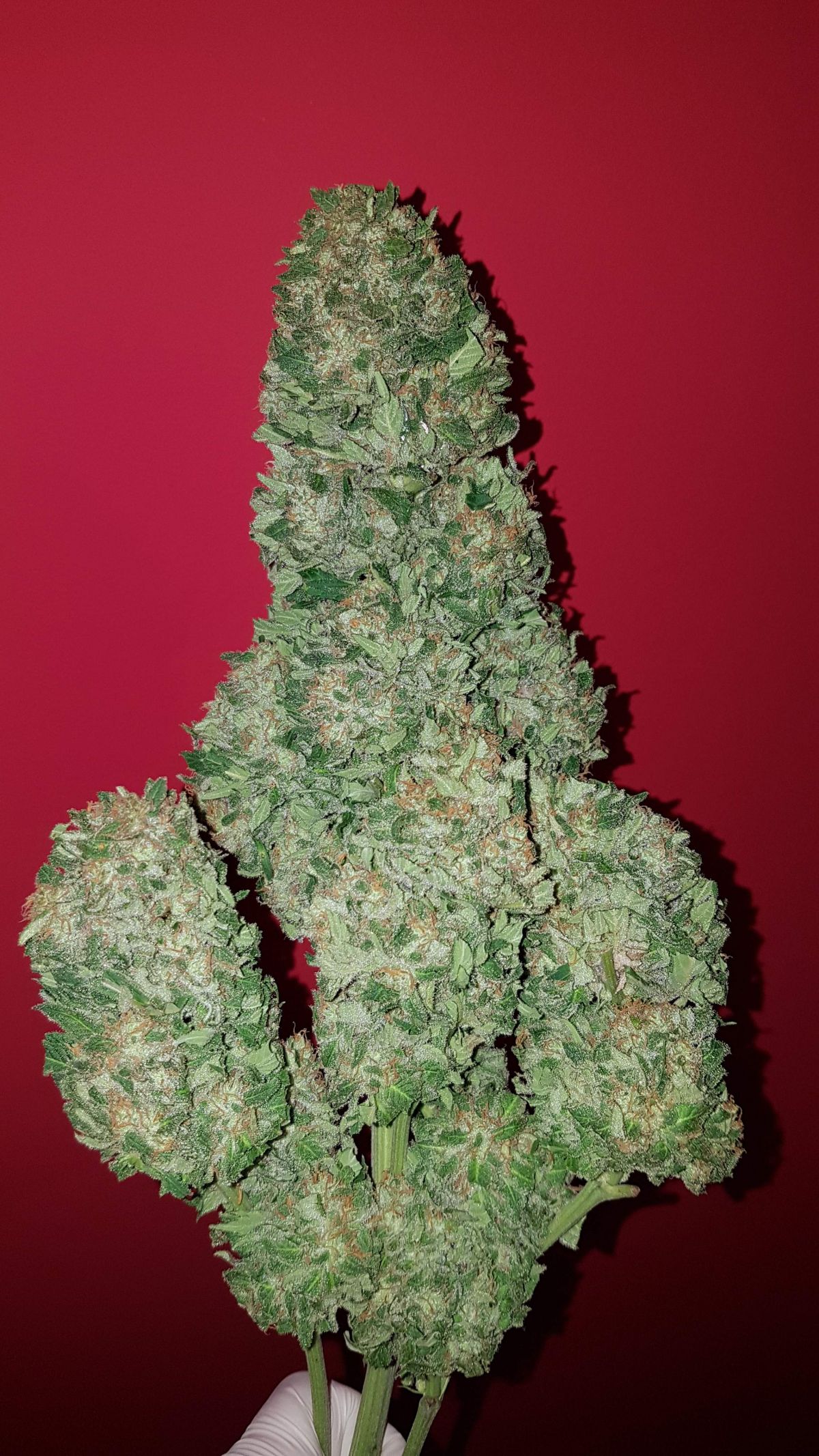 Pineapple express by zambeza