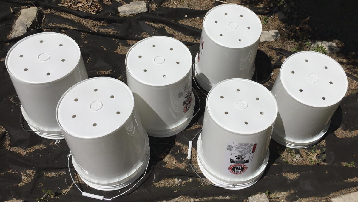 Types of containers for growing autos: paint buckets