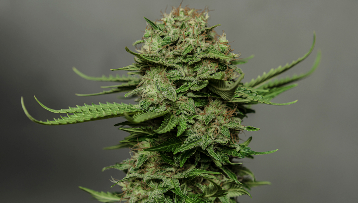 How to increase thc: genetics