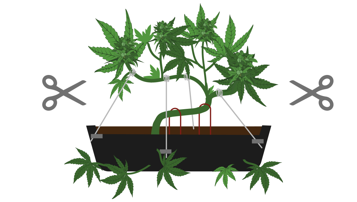 How to grow your own plants bonsai: pruning