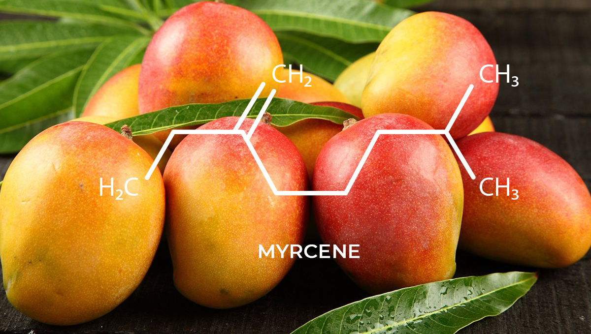 Extractionsishene: A Flavor That Gives Moroccan Extractions Its Unique Aroma: Myrcene in mangos