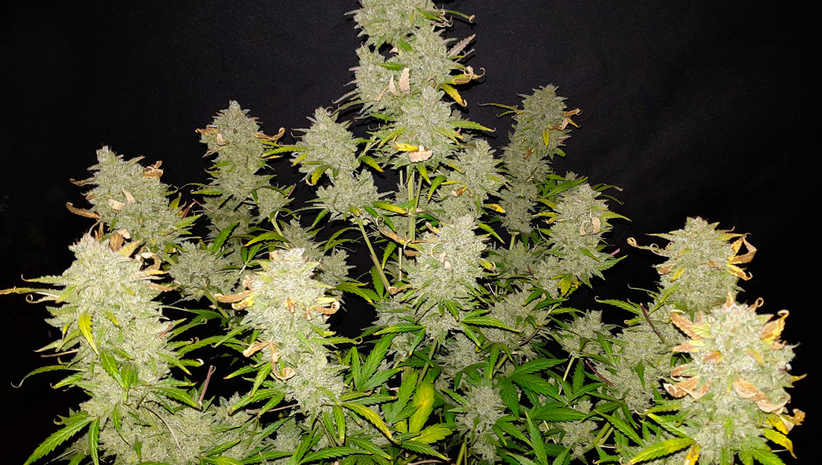Seed History: Amnesia Haze: Huge Amnesia Plant