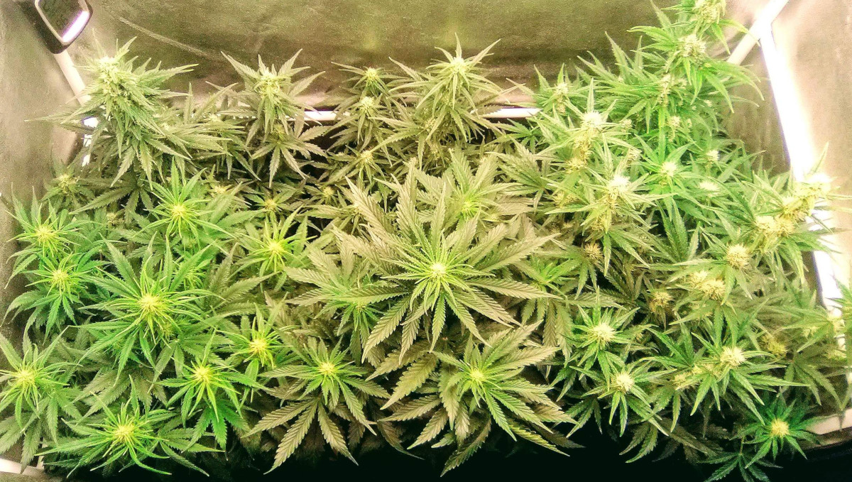 Strawberry Pie Auto Plants Seed Week-by-Week Guide: Autos in early flower indoors