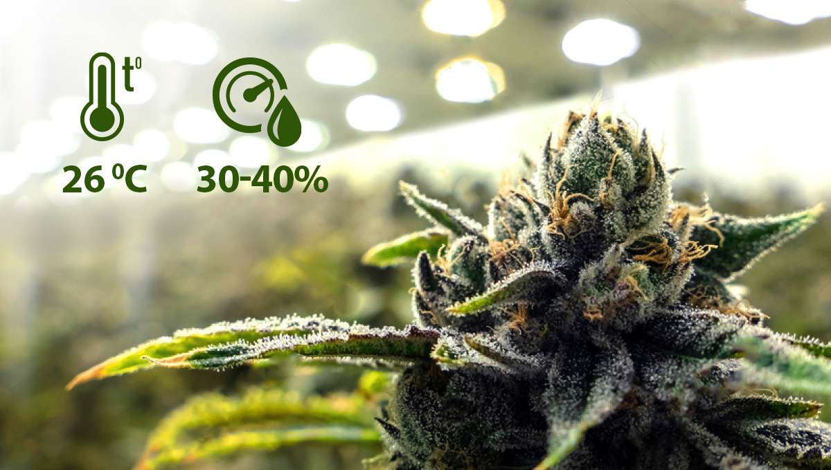 Best Ways To Boost Trichome Production: Optimal Growing Conditions