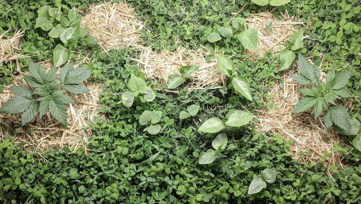 No-till plants guide: what is it?
