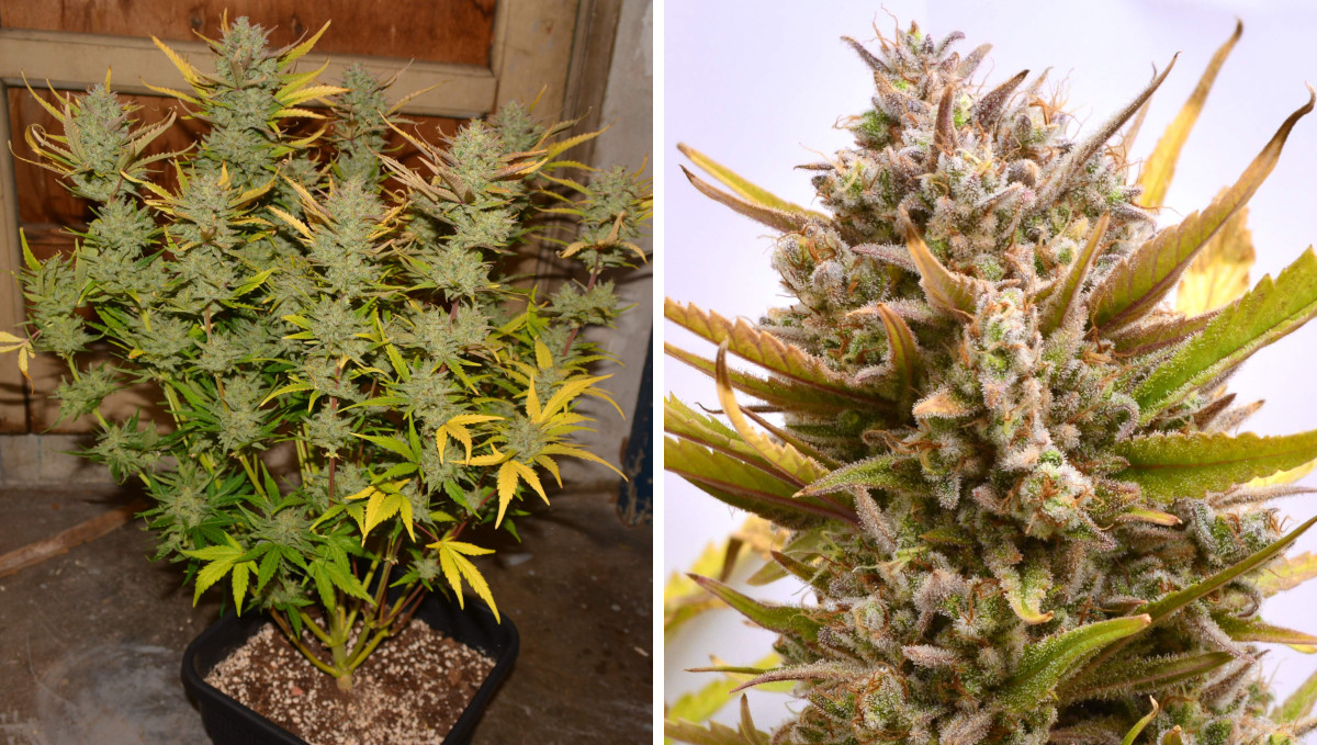 Gelato Auto Cannabis Strain Week-by-Week Guide: An almost mature autoflower with most yellow leaves plucked, and a faded mature bud