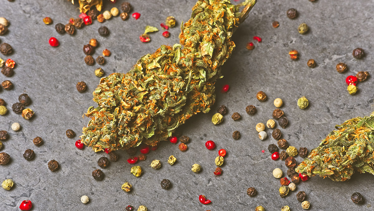 Il caryophyllene è il terpene che caratterizza il sapore e l'odore erbaceo, speziato e legnoso nelle piante e cime di cannabis.