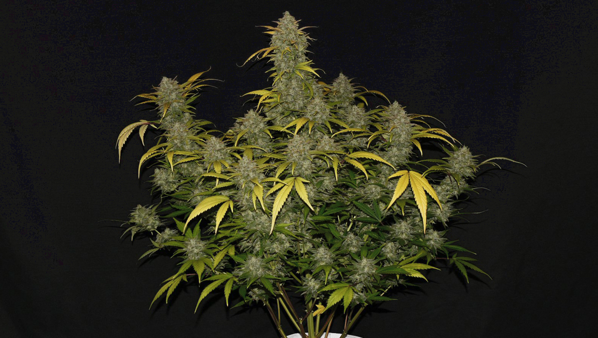 Top 10 seeds to grow outdoors: Gelato Auto