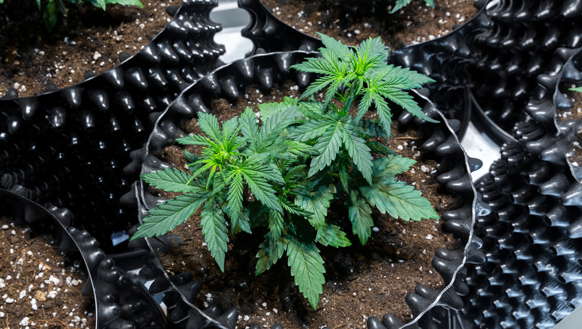 Types of containers for growing autos: air pots