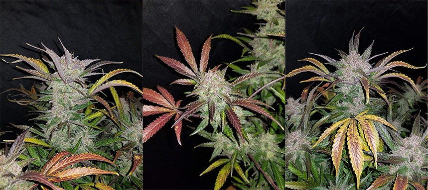 Fast Buds Cream Cookies Buds