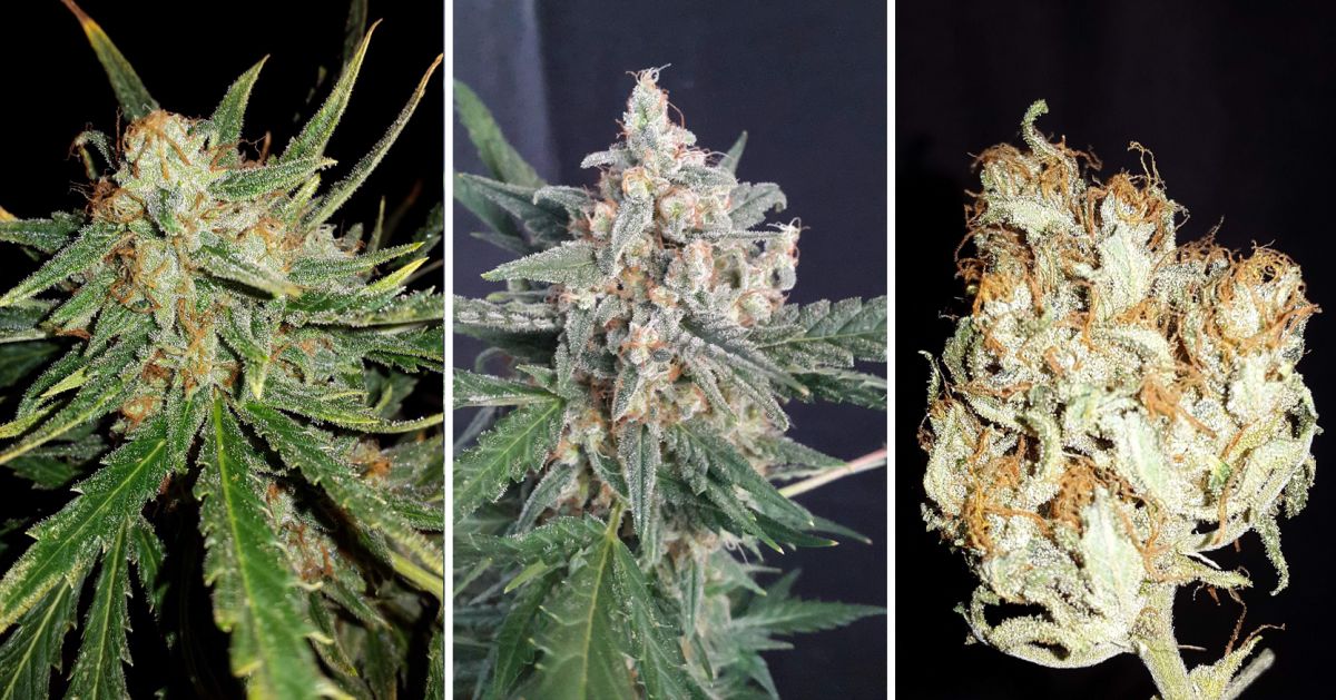 White Widow Auto guide: week 9