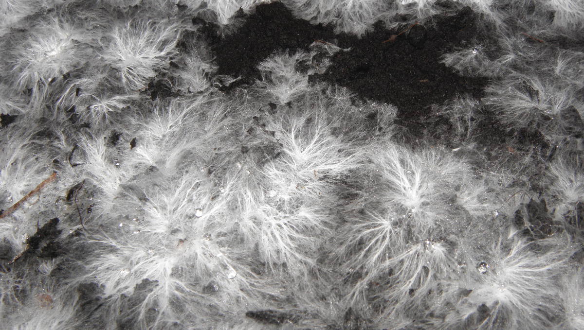 Plants and mycorrhizae: knf