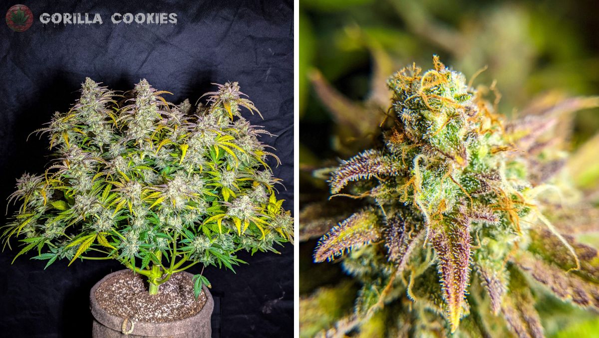 Gorilla Cookies Auto Plants Seed Week-by-Week Guide: A very frosty bush