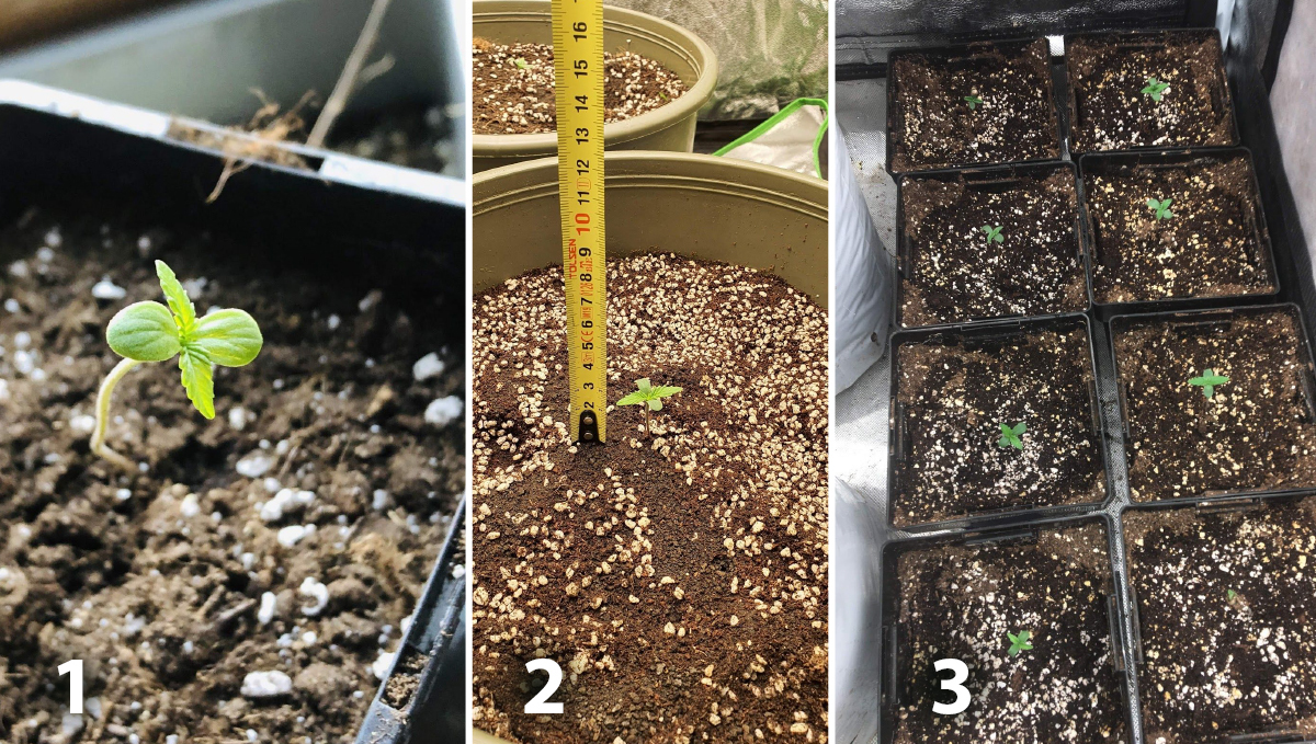 Outdoor plants grow in Italy: week 1 of plant growth