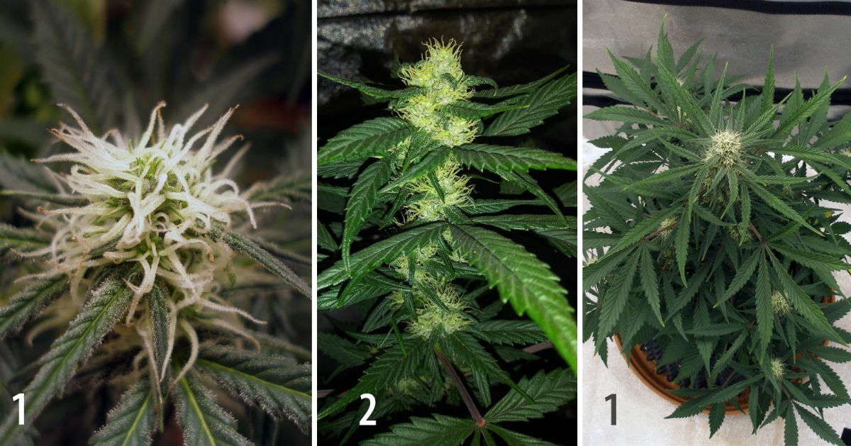 Harvest Your Autoflowering Cannabis: ripening of the buds on week 7