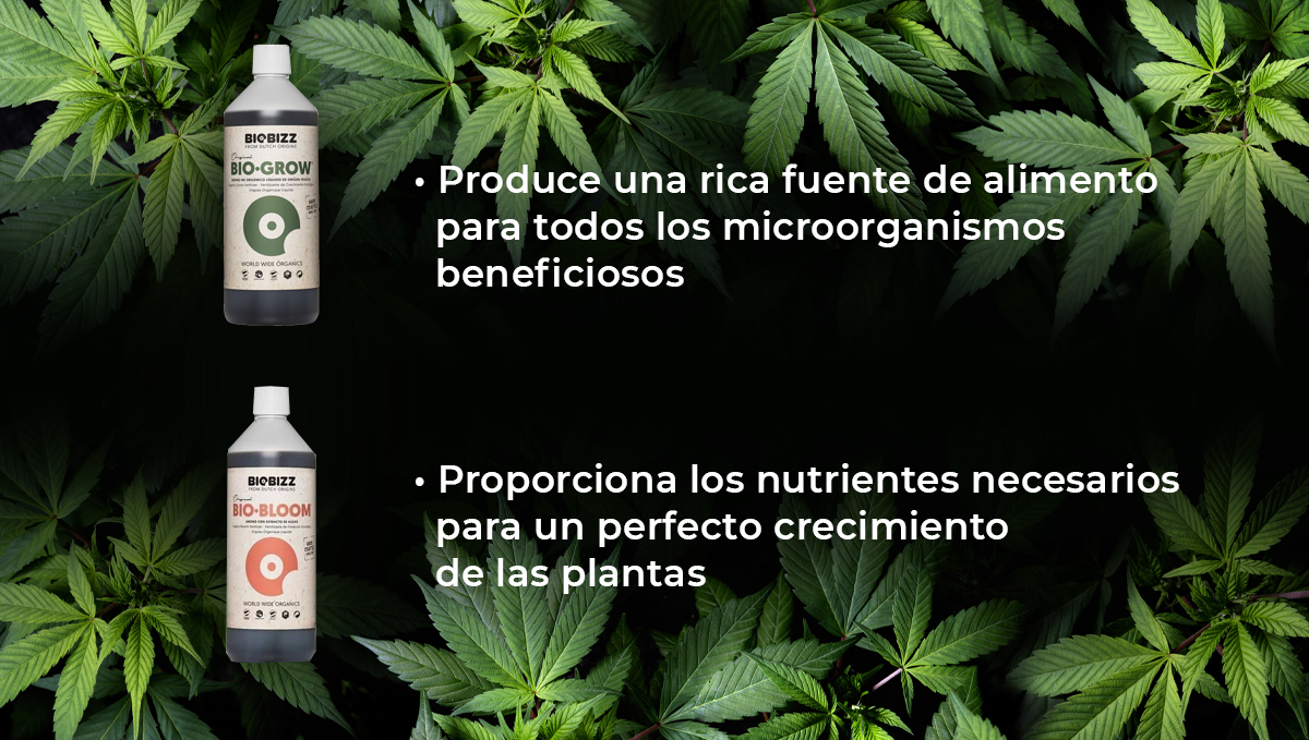 Programa de alimentaci&oacute;n de Biobizz: biogrow y biobloom