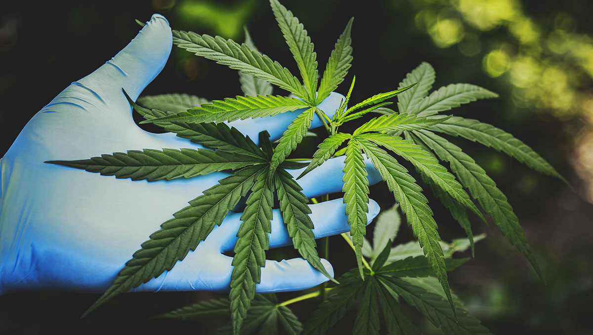 Plants Related Stomach Disorder On The Rise: Lots of research need to be done regarding CHS.