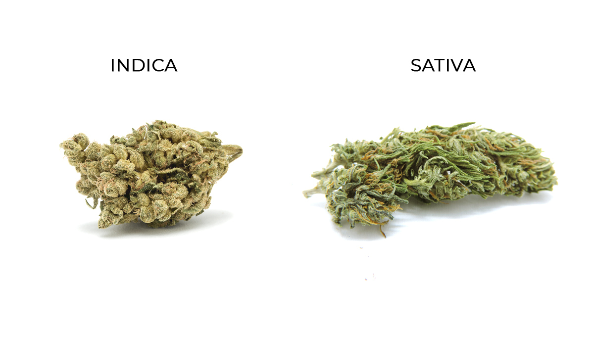 Wie du deine Buds fetter machst: ind vs sat