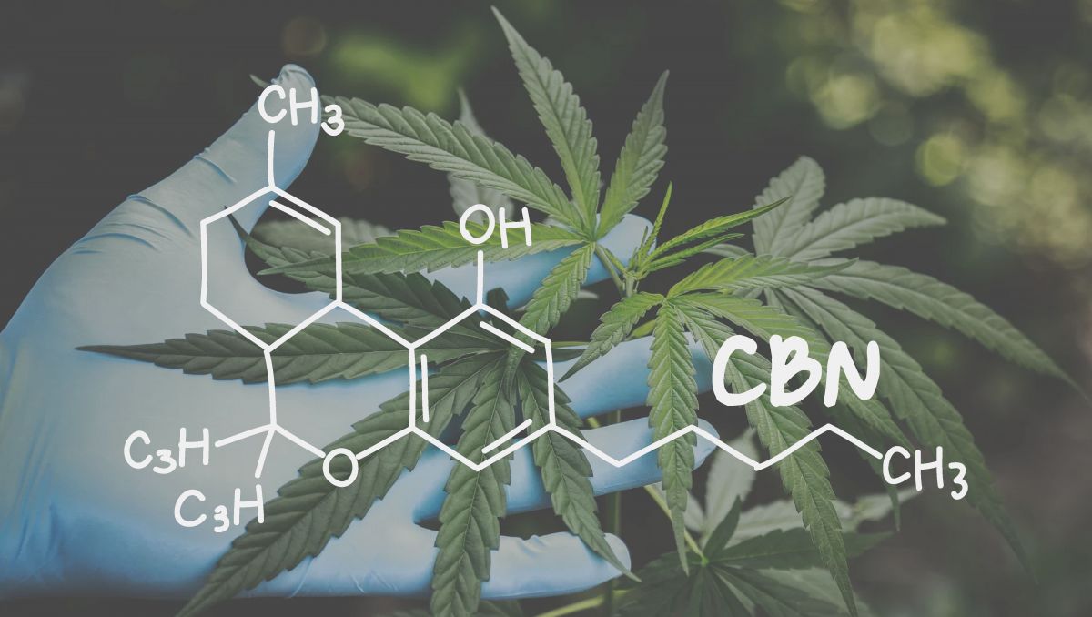 बहुत ज्यादा समय तक स्टोर करने पर weed में हाई CBN मिलेगा।
